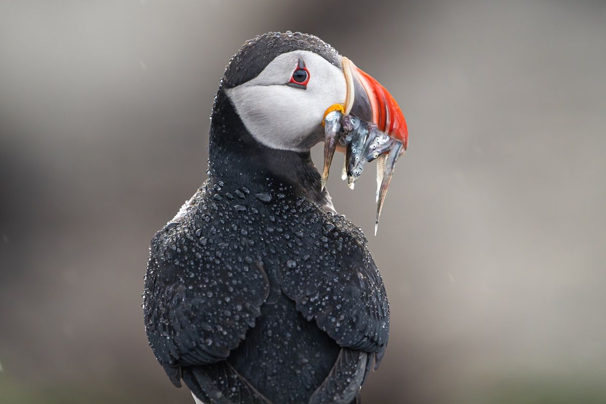 雨が上がり、ニシツノメドリの黒い羽の上には水滴が残されている。鳥の眼はレンズを凝視し、くちばしは獲ってきたばかりの魚でいっぱいだ。 NIKITA CHECHIRIN, THE NATURE PHOTOGRAPHY CONTEST 2025