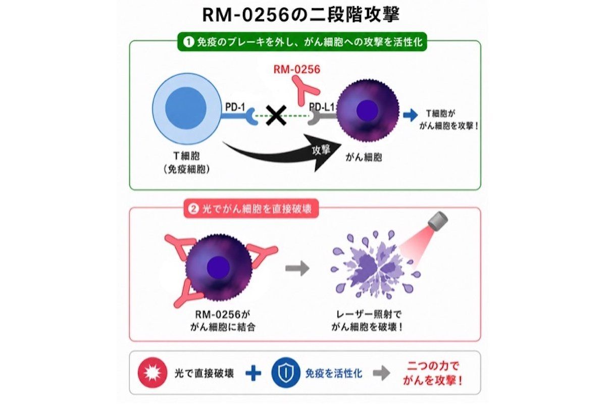 （作図：芹澤健介）