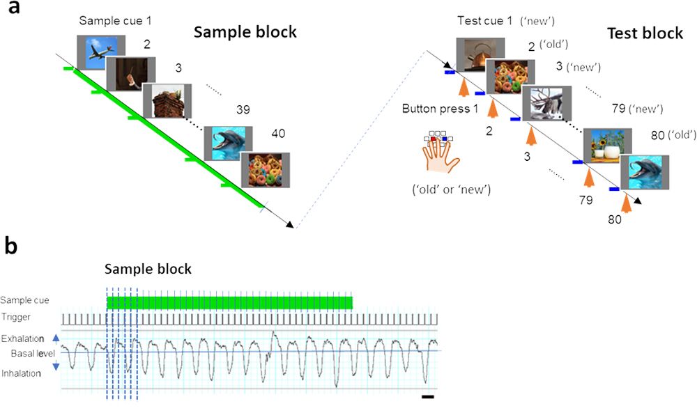 見本合わせ再認記憶課題の記憶段階（a）での呼吸のタイミング（b）。