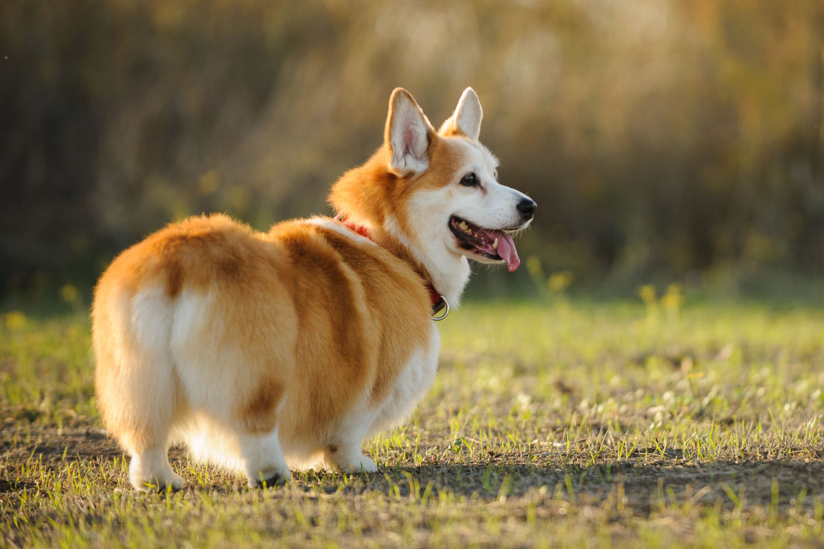 希少 CORGI コーギー 日本未発売モデル AA34106 1/72 ブラックバーン
