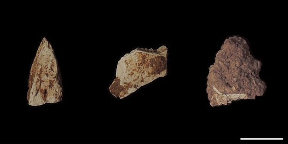 分析した微小な焼骨片。右下のスケールは5ミリメートル。