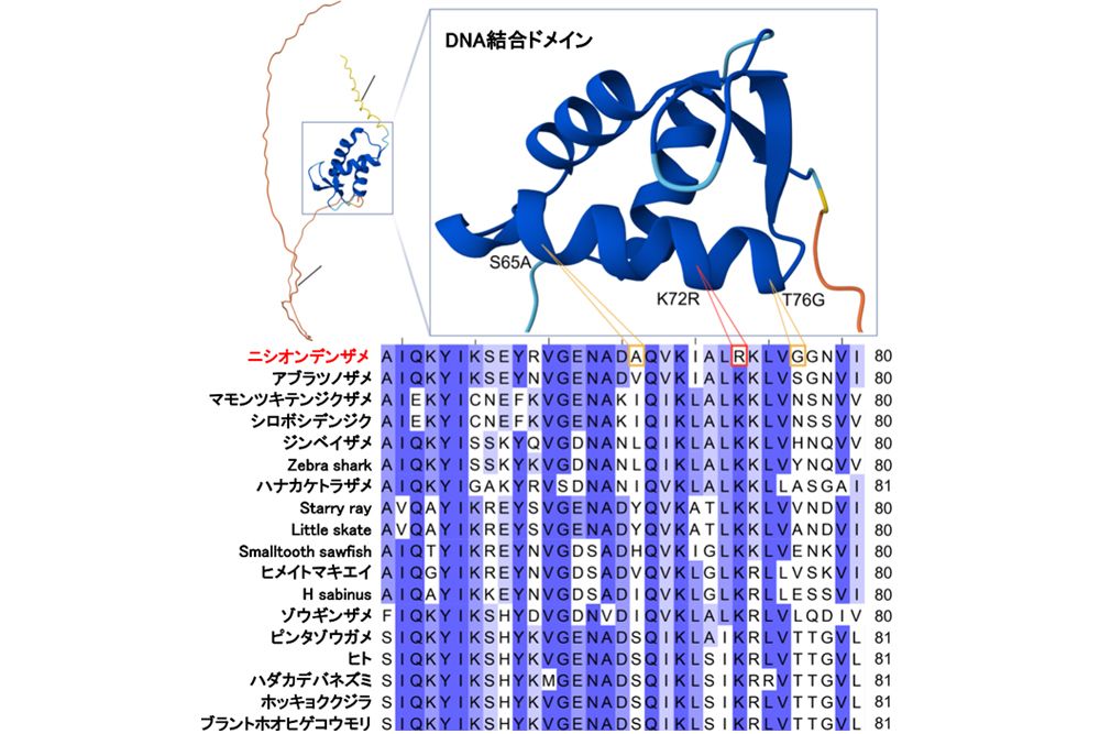 リンカーヒストンタンパク質にみられるアミノ酸置換。生存に有利な遺伝子変異だ。