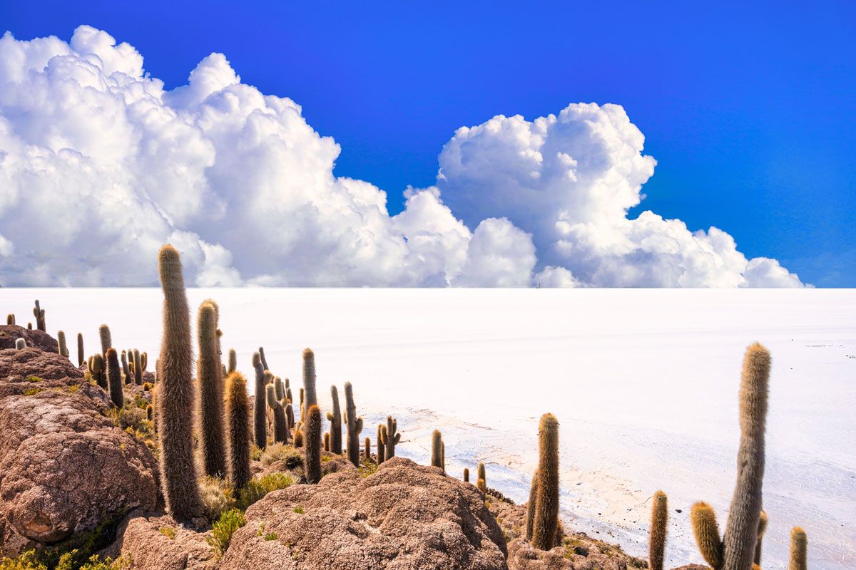 ボリビア、ウユニ塩湖と巨大なサボテンが群生するインカ・ワシ島（stock.adobe.com）