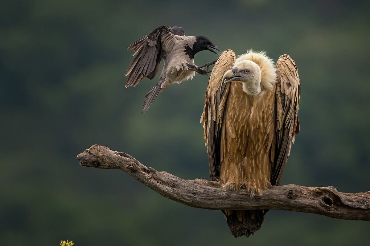 「小さき者の抵抗（Defiance of the Small）」、鳥カテゴリー入選　Panagiotis Xaxiris - The Nature Photography Contest 2025