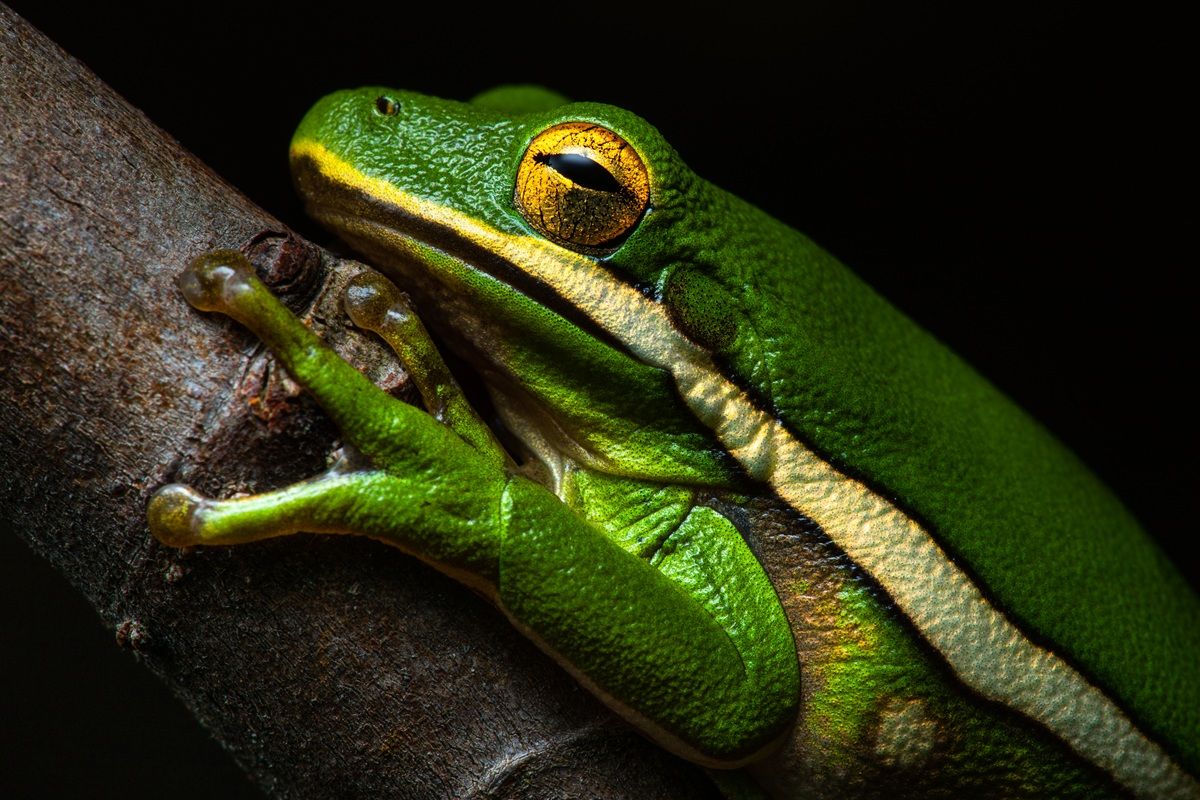 「緑（Green）」、マクロ写真カテゴリー入選　Christopher Baker - The Nature Photography Contest 2025