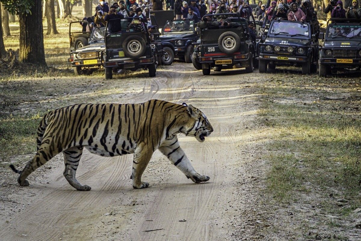 「道を渡るトラ（Tiger Crossing）」、環境影響カテゴリー入選　Janet Richardson - The Nature Photography Contest 2025