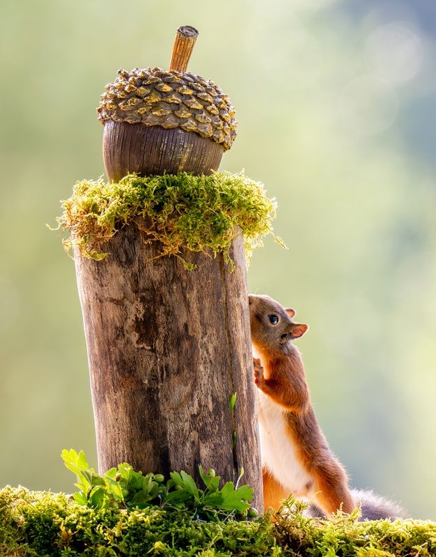 「金のドングリ（The Golden Acorn）」、愉快な自然カテゴリー入選　Stan Bouman - The Nature Photography Contest 2025