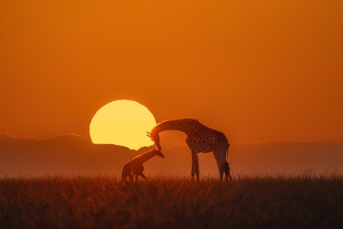 「寄り添う（Snuggle）」、野生生物カテゴリー入選、キリンの母子の背後に沈む太陽。　Min Li - The Nature Photography Contest 2025