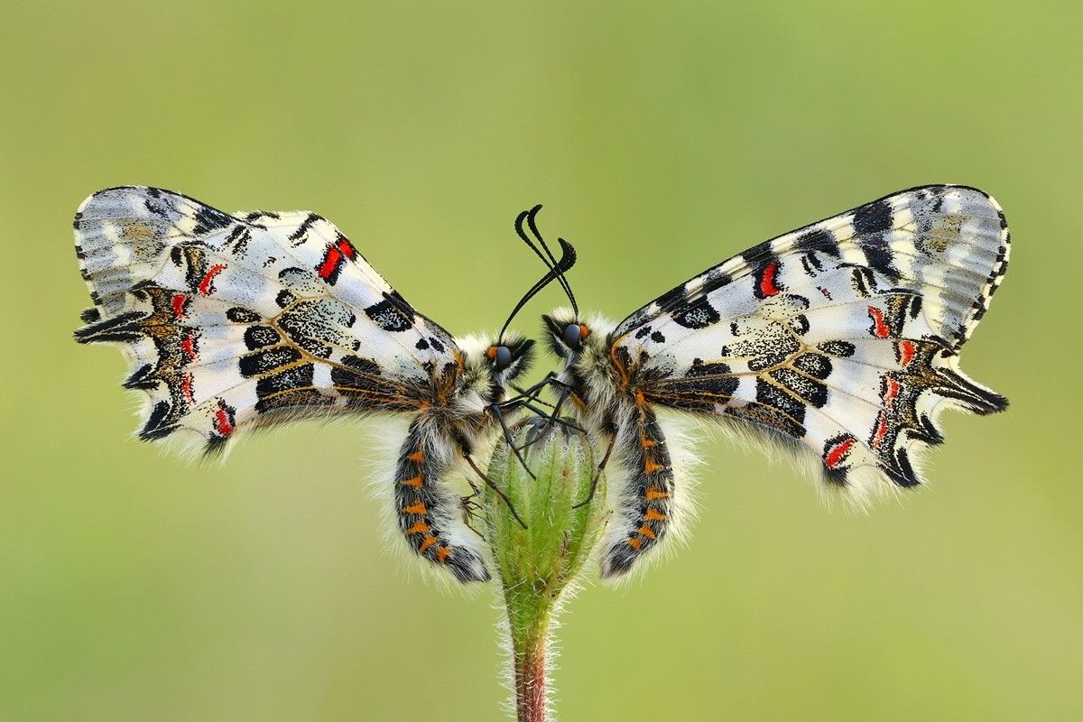 「左右対称（Symmetry）」、マクロ写真カテゴリー入選　Hasan Baglar, - The Nature Photography Contest 2025