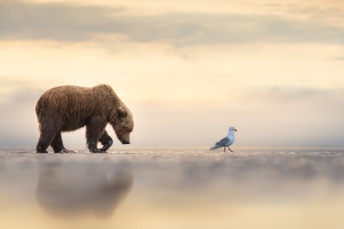 「付き従う（Following）」、野生生物カテゴリー大賞　Janet Gustin - The Nature Photography Contest 2025