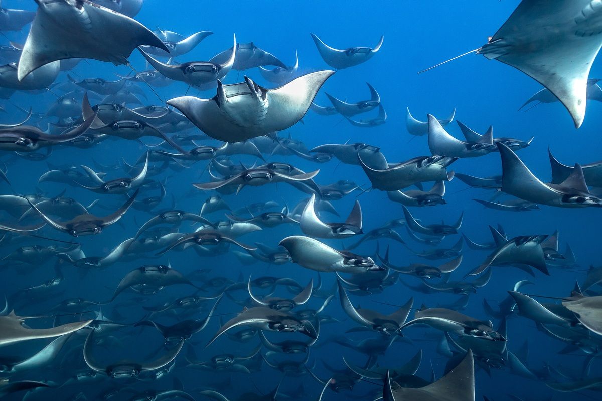 「別の視点（A Different Perspective）」、野生生物カテゴリー入選　Bingqian Gao - The Nature Photography Contest 2025