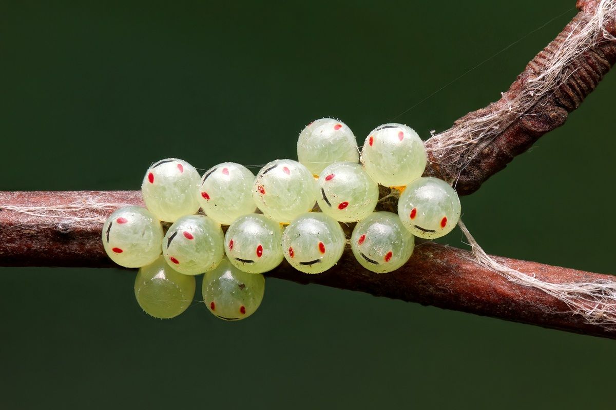 「天然の絵文字（Nature’s Emojis）」、マクロ写真カテゴリー入選　Paweł Jasiński - The Nature Photography Contest 2025