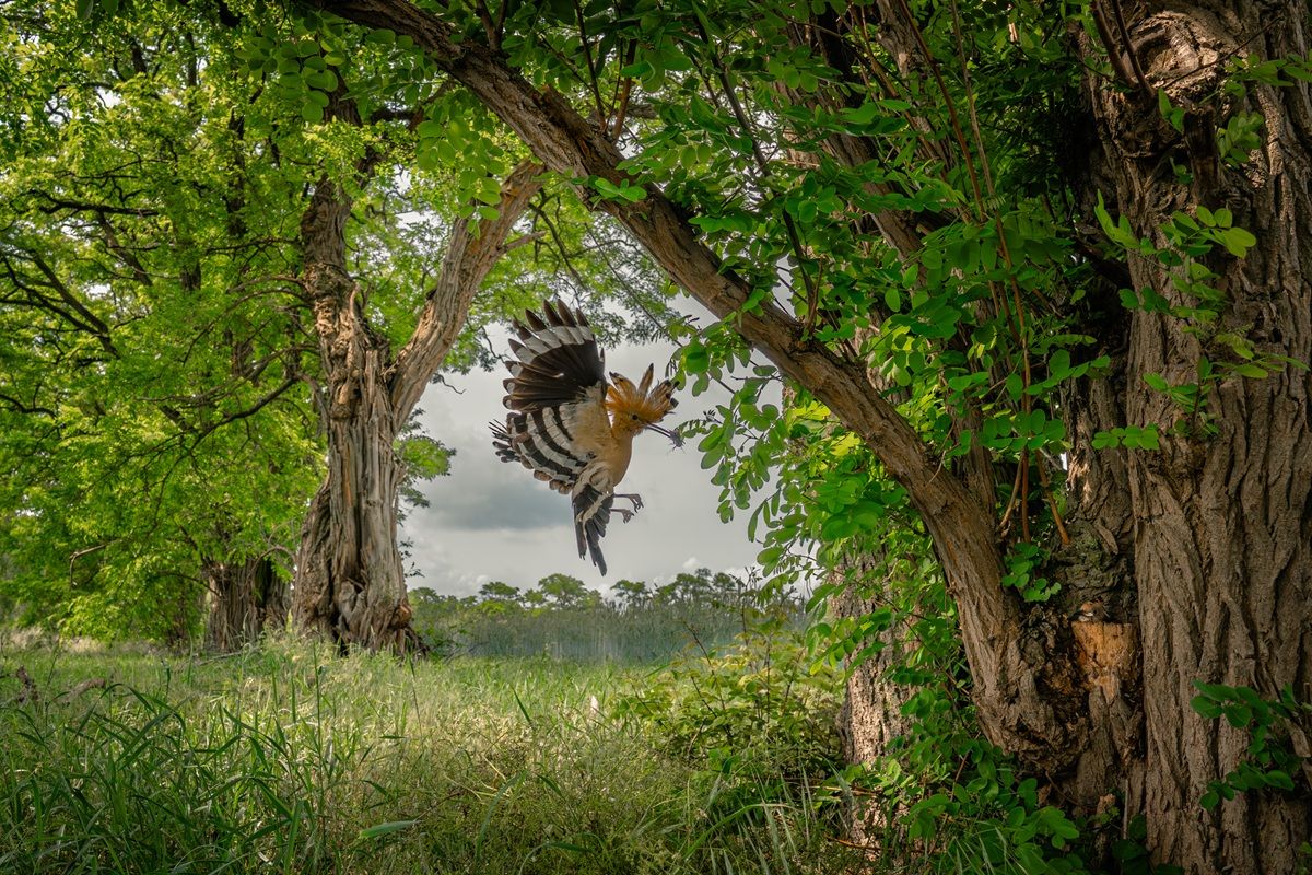 「子育ての一瞬：巣へ向かうヤツガシラ（A moment of care- the hoopoe on its way to the nest）」、鳥カテゴリー入選　Karlheinz Reichert - The Nature Photography Contest 2025