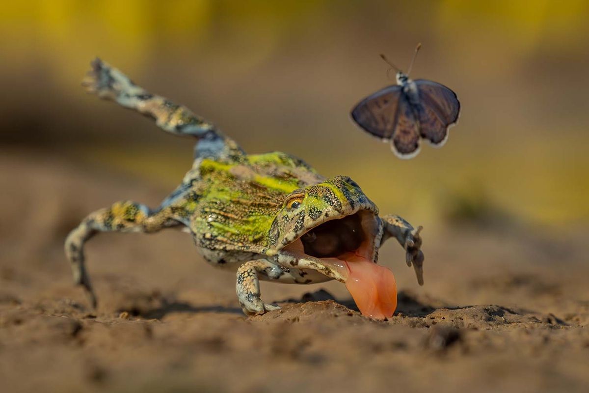 「練習あるのみ（Practice makes perfect）」。他の動物部門、優勝作品　Jens Cullmann, Germany - GDT Nature Photographer Of The Year 2026