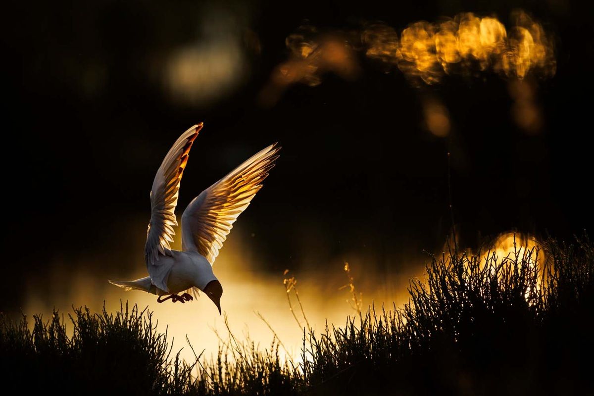「ユリカモメ（Black-headed gull）」。鳥類部門、優勝作品　Radomir Jakubowski, Germany - GDT Nature Photographer Of The Year 2026