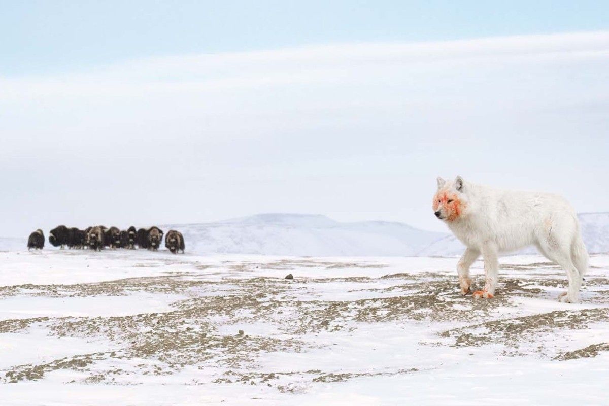 「宿敵（Ancient rivals）」。生物多様性特別部門、第2位　Amit Eshel, Israel - GDT Nature Photographer Of The Year 2026