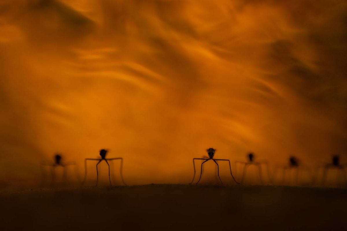 「炎の中の蚊（Mosquitoes on Fire）」。他の動物部門、準優勝作品　Noah Marcheel, Germany - GDT Nature Photographer of the Year 2026