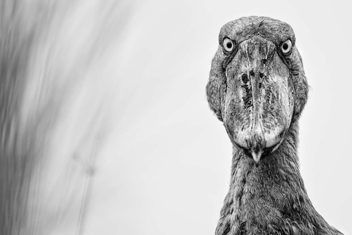 「ハシビロコウ（Shoebill）」。鳥類部門、第4位　Jenny Loreen Zierold, Germany - GDT Nature Photographer Of The Year 2026