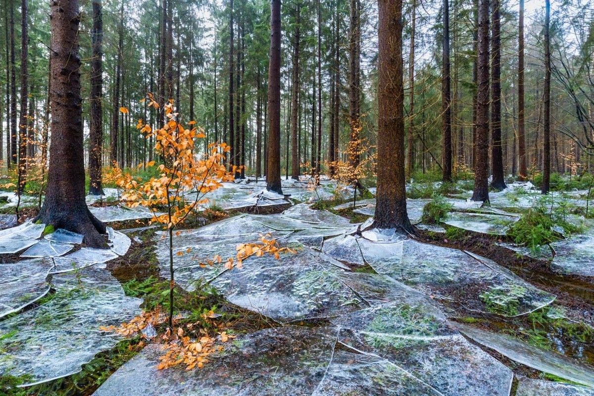 「凍てつく森（Frozen forest）」。風景部門、優勝作品　Eike Christian Wolff, Germany - GDT Nature Photographer Of The Year 2026