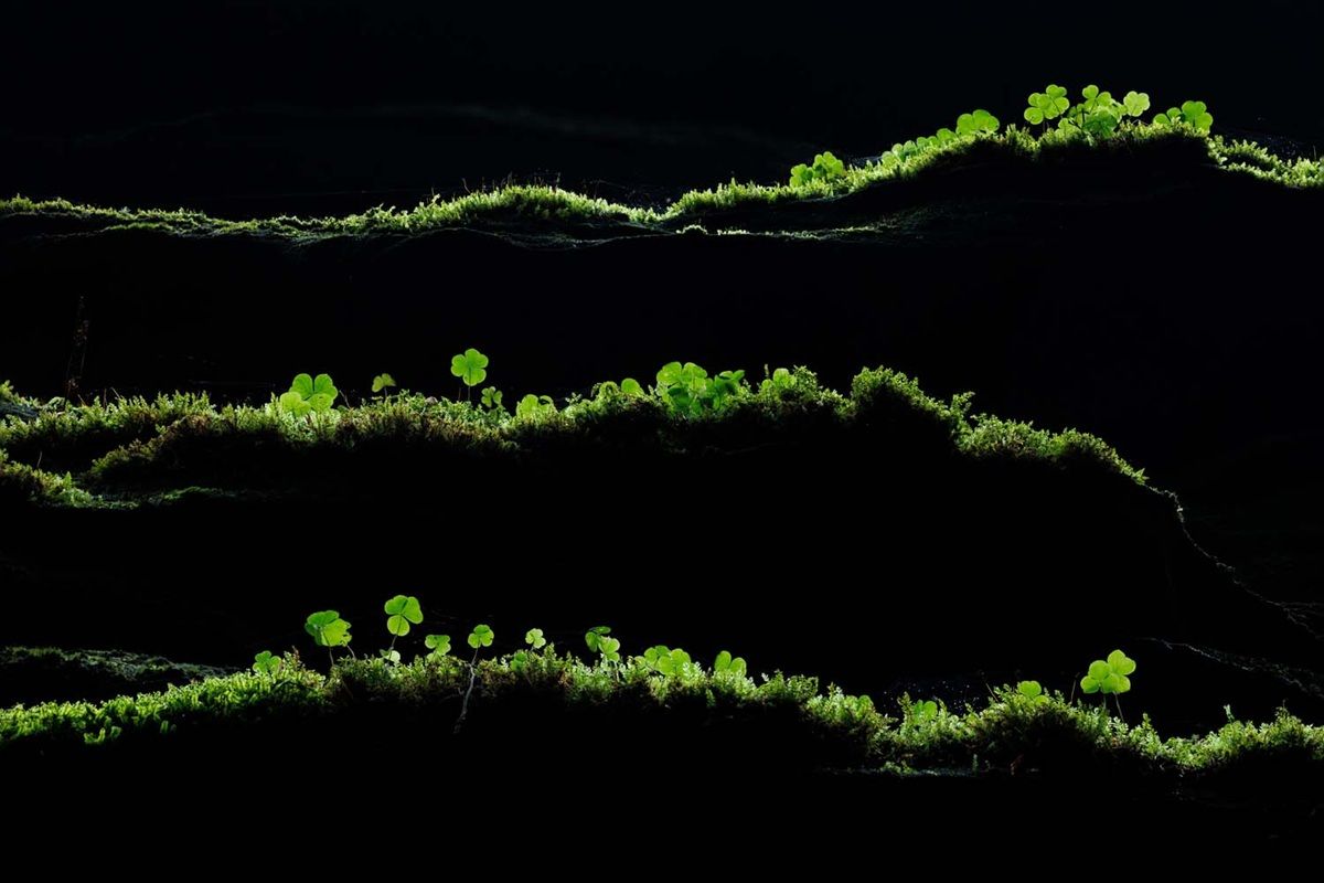「緑色のライン（Green lines）」。植物・菌類部門、優勝作品　Tobias Richter, Germany - GDT Nature Photographer Of The Year 2026