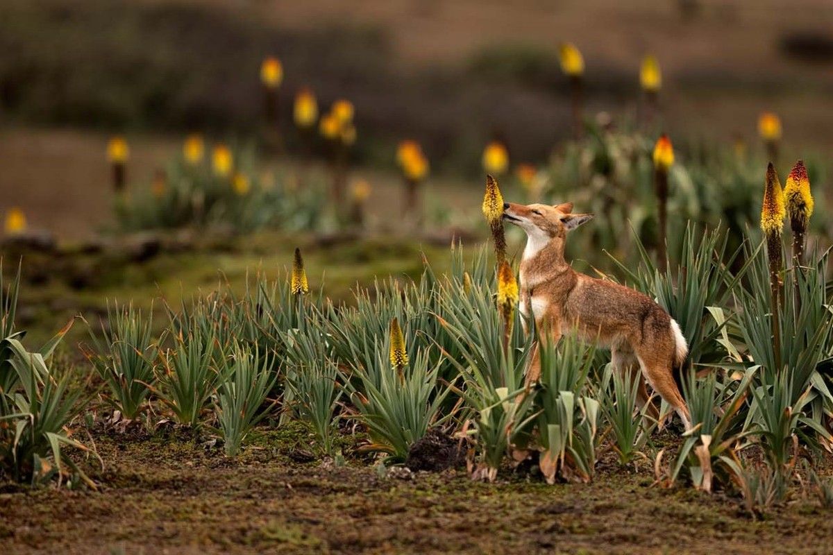 「送粉者の役割を果たす肉食動物（A pollinating carnivore）」。生物多様性特別部門、第4位　Amit Eshel, Israel - GDT Nature Photographer Of The Year 2026