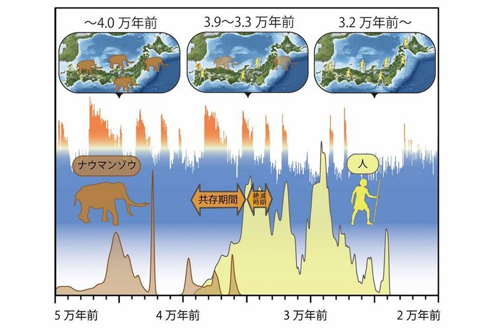 上は各年代ごとのナウマンゾウと人間の分布の様子。中央は気候変動のイメージ。下はナウマンゾウの化石と旧石器時代遺跡の放射性炭素年代値の確率分布。