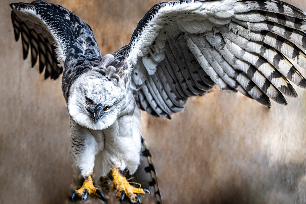12センチ超の爪でサルを仕留める怪鳥、オウギワシの正体 | Forbes