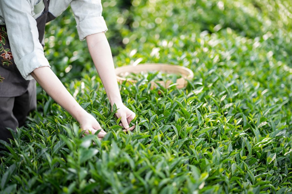 今アメリカを中心に起きているMatchaブーム。生産国であり、「茶の湯」という文化の源流を擁する日本は、急激で圧倒的な需要を前にどう立ち回るべきか。 ブームを一過性で終わらせるのか、持続的な産業へと転換できるのかが問われている。