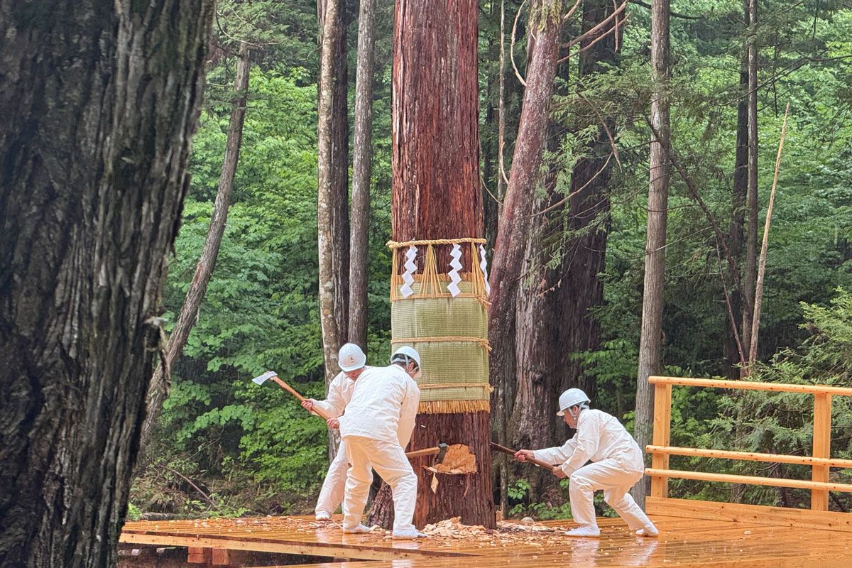 伊勢神宮の式年遷宮のために、推定300年のヒノキを切り出す様子。文化財には、長い年月を経った高品質な木材が求められる