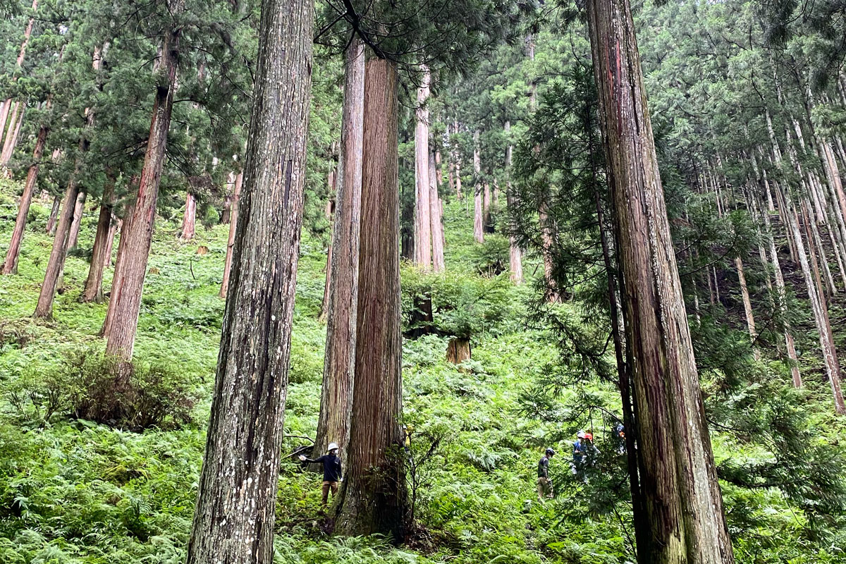 丸太3本8000円の現実を変える。建築家・佐野文彦が挑む「400年の森林